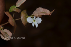 Canscora perfoliata